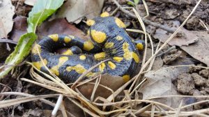 Amphibians of Extremadura