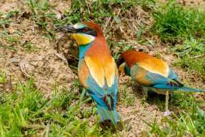 Mediterranean mountain birds