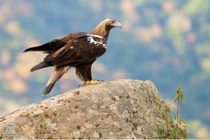 Aquila adalberti