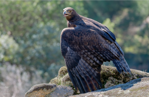 Aquila chrysaetos