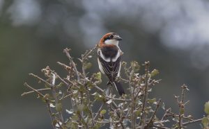 Mediterranean mountain birds