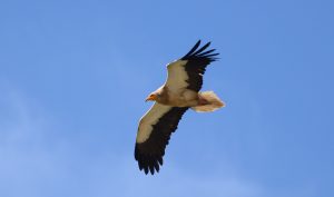 Diurnal raptors of Extremadura