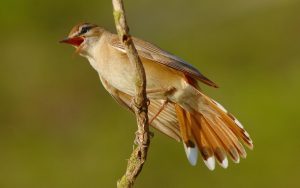 Mediterranean mountain birds