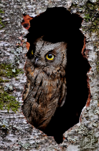 Otus scops