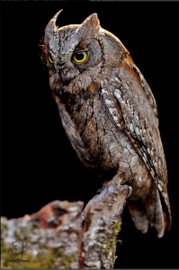 Nocturnal raptors of Extremadura