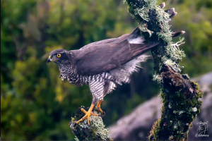 Diurnal raptors of Extremadura