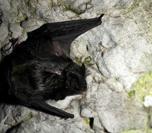 Bats of Extremadura