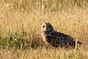 Nocturnal raptors of Extremadura