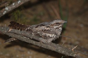 Steppe birds in Extremadura