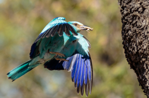 Coracias garrulus 