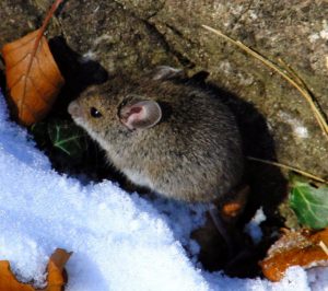 Rodents of Extremadura