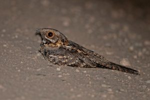 Steppe birds in Extremadura