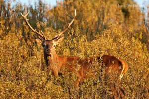 Ciervo rojo Mamíferos de Extremadura