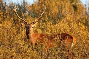 Mammals of Extremadura