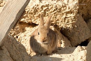 Rabbits and hares