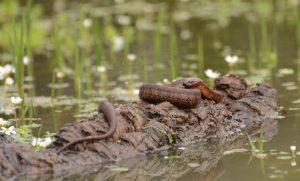 Reptiles de Extremadura