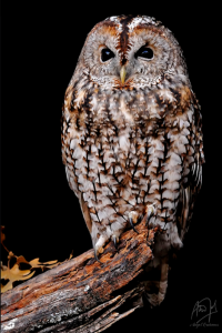 Nocturnal raptors of Extremadura