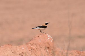 Steppe birds in Extremadura