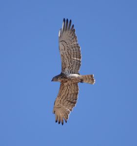 Diurnal raptors of Extremadura