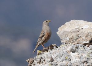 Aves de montaña