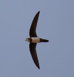 Aves de montaña