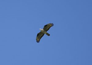 Diurnal raptors of Extremadura