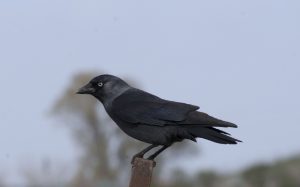 Corvus monedula