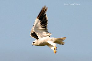 Diurnal raptors of Extremadura