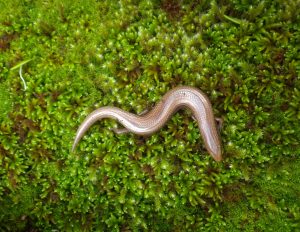 Reptiles of Extremadura