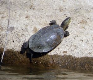 Reptiles de Extremadura