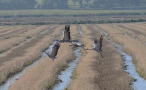 Steppe birds in Extremadura