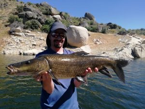 Big iberian barbel