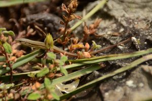 Reptiles of Extremadura