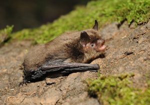 Myotis mystacinus