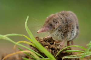 Crocidura suaveloens Insectívoros de Extremadura