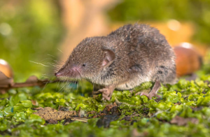 Insectivores of Extremadura