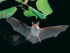 Bats of Extremadura