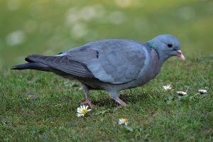 Columba oenas