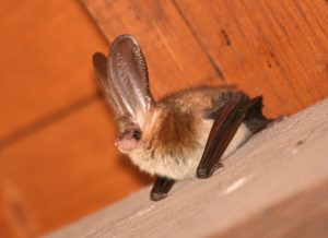 Bats of Extremadura