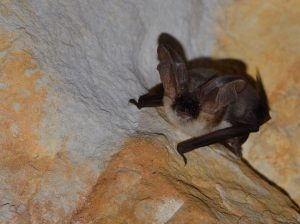 Bats of Extremadura