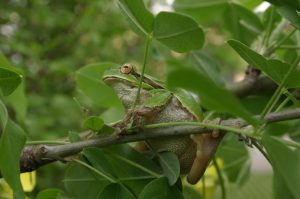 Amphibians of Extremadura