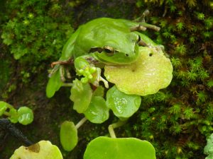 Hyla meridionalis