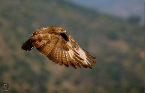 Diurnal raptors of Extremadura