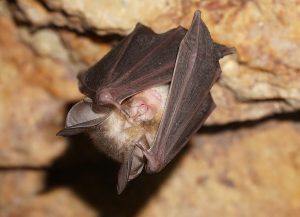 Bats of Extremadura