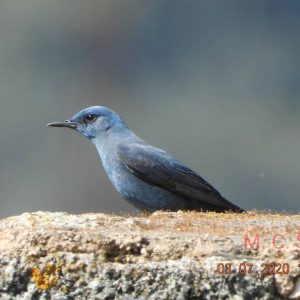 Mountain birds of Extremadura
