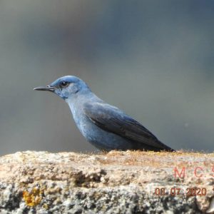 Aves de montaña