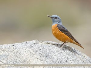 Mountain birds of Extremadura