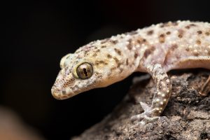 Hemidactylus turcicus