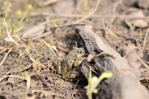 Anfibios de Extremadura