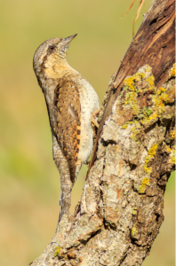 Woodland birds of Extremadura